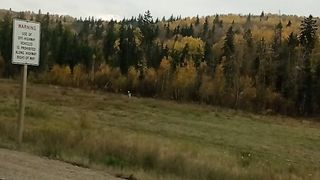Canada beauty 31