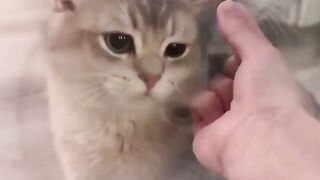 Two Cats Playing Together