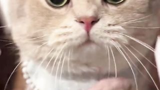 Kawaii Cat
