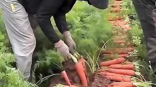 Epic Farming Adventures: Explore the Magical World