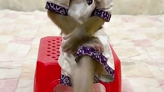 Mongky lagi cantik