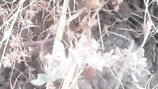 Animal's lover 2