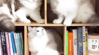 Kitty Cat i’m in love this