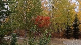Canada beauty 33
