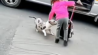 Nice dogs 2