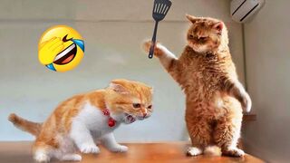 New Funny Animals 2023 ???? Funniest Cats and Dogs Videos ???????? Part 2