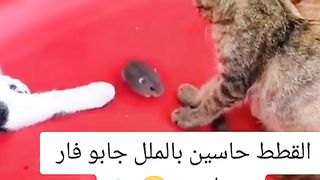 enjoy watching