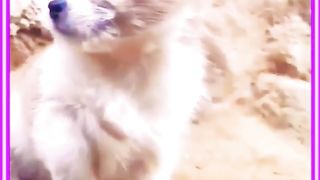 Beautiful & Unique Friendship Puppy & Baby Duck