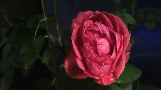 The power of nature on the human mind – just relax with sound of rain and piano.