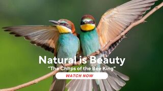 Getting to Know the Rufous-crowned Bee-eater Up Close: The Chirps of the Bee King