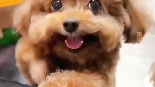 Funny cats and dogs funny cute Animals