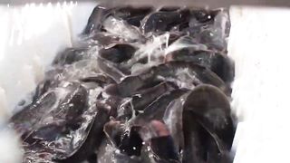 MGA GASTOS SA PAG AALAGA NG HITO SA LOOB NG 2 MONTHS (POND-3 UPDATE) _ CATFISH BACKYARD FARMING