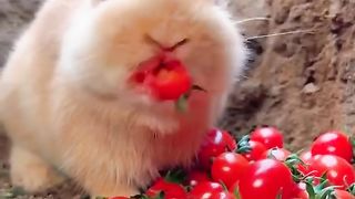 Brown rabbit eating red tomatoes