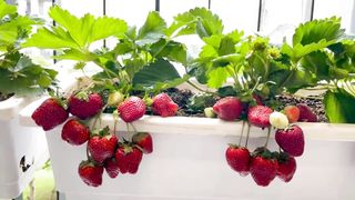 Growing Strawberries at home is easy_ big and sweet if you know this method(720P_HD)