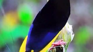 Beautiful bird dance