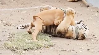 Dog and tiger friendly fight