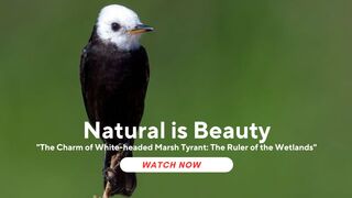 "The Charm of White-headed Marsh Tyrant: The Ruler of the Wetlands"