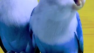 Birds in lovely mood
