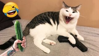 Wanna LAUGH_ Watch FUNNY CATS, DOGS!????