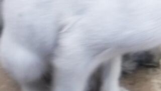 Animals lovers 126