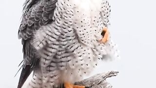 Beautiful video 38