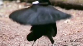 Mix video Paradise birds