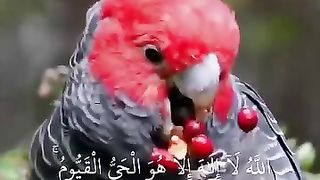 Tilawat video