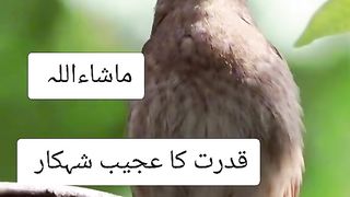 BEAUTIFUL VOICE