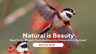 Black Throated Bushtit: The Enchantment of a Miniature Bird in the Forest
