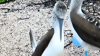 Wow beautiful bird 2