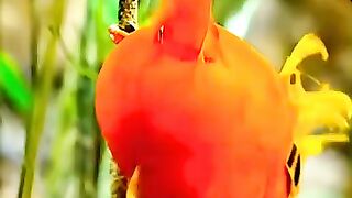 Beautiful bird voice 2