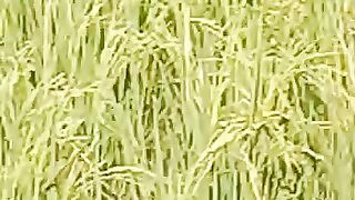 Noon Agriculture Wadhi #rice