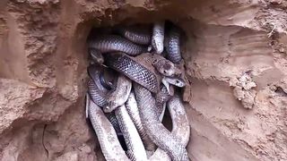 THE MOST VENEBOUS SNAKE IN THE WORLD
