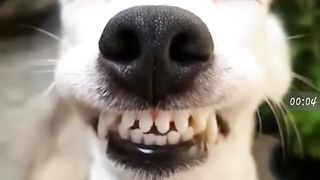 Quand Jack Russel rigole