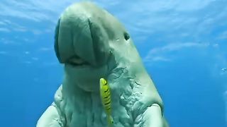 sea world 2023