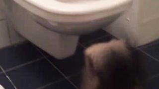 LE CHAT AUX TOILETTES