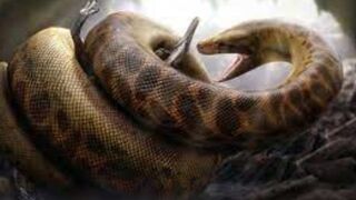 WHAT IF TITANOBOA STILL EXISTS