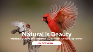 Melodious Chirping of the Northern Cardinal: Its Sound and Appearance