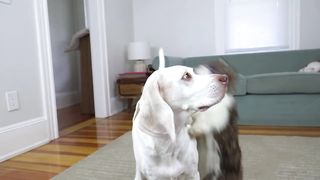 World's Cutest Assassin Pt 2: Funny Dog Maymo Fight Scene Compilation