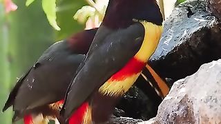 Beautiful Paradise Bird