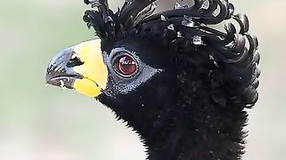Bird Beautiful eyes