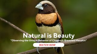 Observing the Unique Behavior of Chestnut-Breasted Manakin