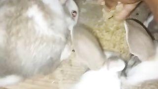 "How to Care for Rabbits as Pets: A Comprehensive Guide"