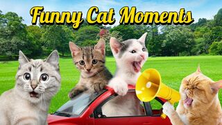 Adorable Cute Cats [ Best Compilations #2 ]  Funny cat moments
