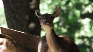 "Baby Animal Safari: Exploring the Cutest Creatures"