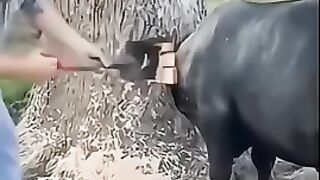 cow stuck in tree
