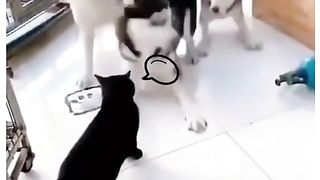 Funny Cat Vs Dog Viral Video 10