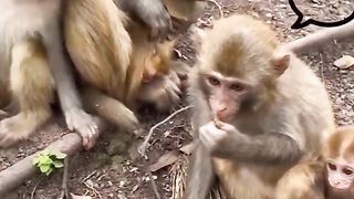 Funny Monkey Viral Video 30