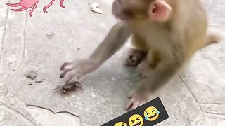 Funny Monkey Viral Video 31