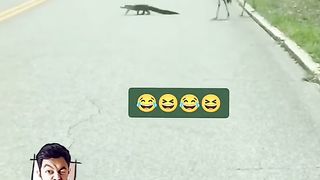 Funny Crocodile Viral Video 4